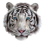 Puzzle en Forme Tête de Tigre blanc 300 pièces 40x40 cm I AM Mini Madd Capp