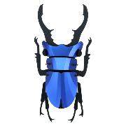 Kit de fabrication 1 Insecte Scarabée Bleu 14 cm Stag Beetle Assembli