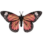 Kit de fabrication 1 Papillon Rose et Noir 20 cm Monarch Butterfly Assembli