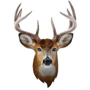 Puzzle en Forme Tête de Cerf 300 pièces 43x61 cm I AM Mini Madd Capp