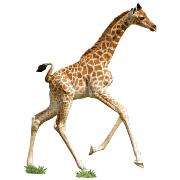 Puzzle en Forme Girafe 100 pièces 66x86 cm I AM Junior Madd Capp