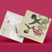 Kit de pliage Prédécoupé Colibri à queue large 23 cm Oiseau en Papier 3D Plego