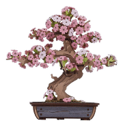 Maquette Bois Bonsaï en Pot Sakura Fleurs Roses Puzzle 3D de 263 pièces TG415 Rolife