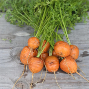 Kit Crée ton potager Semis Carotte Légumes à planter Botaki