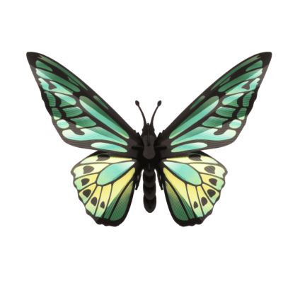 Kit de fabrication 1 Papillon Vert Clair Noir 17 cm Birdwing Butterfly Assembli